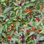 พริกสีรุ้ง พริกประดับกินได้ Bolivian Rainbow pepper chili 20 เมล็ด