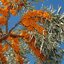 ซี บัคธอร์น (ผลไม้มหัศจรรย์) Sea Buckthorn 20 เมล็ด