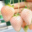 สตรอเบอรี่ขาว White strawberry 30 เมล็ด