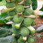 กะหล่ำดาว สีเขียว Green Brussels Sprout 100 เมล็ด