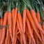 เมล็ดแครอทสีส้ม Tender Sweet Carrot 200 เมล็ด