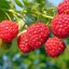 เมล็ดเรด ราสเบอร์รี่ Raspberries Fruit 20 เมล็ด