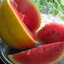 เมล็ดพันธุ์แตงโม(สีเหลือง) Yellow Skin Watermelon 5 เมล็ด