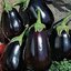เมล็ดมะเขือม่วงยักษ์ Black Beauty Eggplant 50 เมล็ด