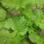 เมล็ดพันธุ์ชิโสะ (ใบเขียว) Green Shiso Leaf 20 เมล็ด