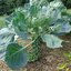กะหล่ำดาว สีเขียว Green Brussels Sprout 100 เมล็ด