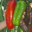 พริกหวาน มาโคนีสีแดง Red Marconi Pepper ชุดละ 12-15 เมล็ด