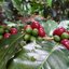 เมล็ดพันธุ์กาแฟพันธุ์อาราบิก้า (Arabica) 50 เมล็ด