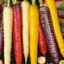 เมล็ดแครอทรวม 5 สี แดง ส้ม เหลือง ม่วง ขาว (Mix Carrot) ถุงละ 500 เมล็ด