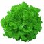 ผักสลัด กรีนโอ๊ค Green Oak Lettuce 100 เมล็ด
