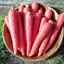 แครอทสีแดง Carrot - Atomic red 100 เมล็ด