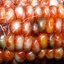 ข้าวโพดอัญมณี Corn Rainbow Glass Gem Corn 6 เมล็ด