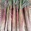 ผงตะไคร้หอม 100% (Citronella Grass Powder)