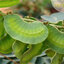 ผงใบมะขามแขก 100% (Senna Leaves Powder)