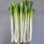 เมล็ดพันธุ์ต้นหอมญี่ปุ่น Japanese Bunching Onion 200 เมล็ด
