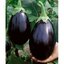 เมล็ดมะเขือม่วงยักษ์ Black Beauty Eggplant 50 เมล็ด