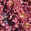 ผักกาดหอมใบแดง Red salad bowl leaf lettuce 200 เมล็ด