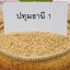 เมล็ดพันธุ์ข้าวเปลือกข้าวหอมปทุมธานี 1