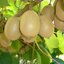 เมล็ดพันธุ์กีวี สีเขียว Green Kiwi 10 เมล็ด