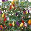 พริกสีรุ้ง พริกประดับกินได้ Bolivian Rainbow pepper chili 20 เมล็ด