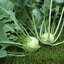 กะหล่ำปม หรือ โคลาบิ เขียว Green Kohlrabi 200 เมล็ด