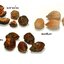 ผงสมอพิเภก 100% (Bibhitaki Terminalia Belerica Powder)