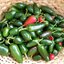 พริกจาลาพิโน Jalapeno pepper chili 20 เมล็ด