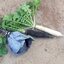 หัวไชเท้า สีดำ หรือ เรดิช สีดำ ยาว Radish - Black Spanish Long 50 เมล็ด