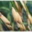 เมล็ดพันธุ์ข้าวขาวเจ๊กชัยนาท