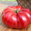 มะเขือเทศบีฟสเตด Red Beefsteak Tomato 20 เมล็ด