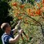 ซี บัคธอร์น (ผลไม้มหัศจรรย์) Sea Buckthorn 20 เมล็ด