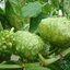 ผงลูกยอ 100% (Noni Powder)