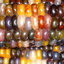 ข้าวโพดอัญมณี Corn Rainbow Glass Gem Corn 6 เมล็ด