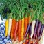 เมล็ดแครอทรวม 5 สี แดง ส้ม เหลือง ม่วง ขาว (Mix Carrot) ถุงละ 500 เมล็ด