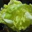 ผักกาดแก้ว (Iceberg Lettuce) 200 เมล็ด
