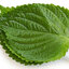 เมล็ดพันธุ์ชิโสะ (ใบเขียว) Green Shiso Leaf 20 เมล็ด
