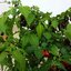 พริกฮาบานีโร สีน้ำตาล(กินได้) Brown habanero pepper 20 เมล็ด