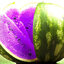 เมล็ดพันธุ์แตงโม(สีม่วง) Watermelon Purple 5 เมล็ด