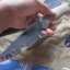 มีดRUSSIAN KNIFE (R5)