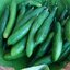 แตงกวาญี่ปุ่น Japanese Cucumber Suhyo 20 เมล็ด