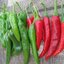 พริกเกาหลี Go-Chu Korean Pepper ชุดละ 10 เมล็ด